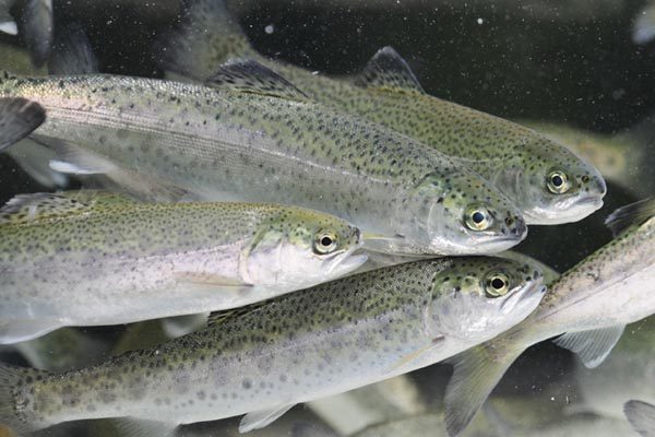 cropped-salmon-fry-chinook1.jpg